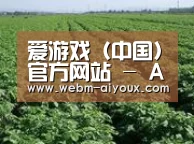 种植基地五(图1)